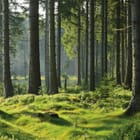 Miniatura fototapety Las o świcie z promieniami słońca