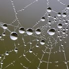 Miniatura fototapety Pajęczyna z Kroplami w 3D