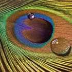 Miniatura fototapety Pawie Pióro z Kroplami Wody