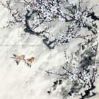 Miniatura fototapety Sakura w rozkwicie