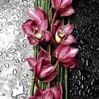 Miniatura fototapety Różowe orchidee na bambusach
