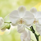Miniatura fototapety Orchidee na zielonej łodydze