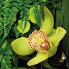 Miniatura fototapety Żółty kwiat orchidei i liście