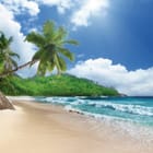 Miniatura fototapety Plaża z palmami i oceanem