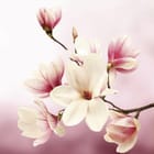 Miniatura fototapety Magnolie na gałęzi w pastelach