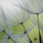 Miniatura fototapety Dmuchawce na wietrze