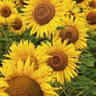 Miniatura fototapety Pole słoneczników w rozkwicie