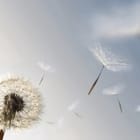 Miniatura fototapety Dmuchawiec na wietrze