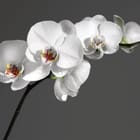 Miniatura fototapety Orchidea na szarym tle