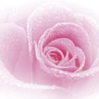 Miniatura fototapety Różana mgiełka z kroplami wody