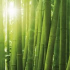 Miniatura fototapety Zielony Las Bambusowy w Słońcu