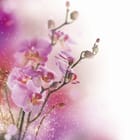 Miniatura fototapety Orchidee na gałązce