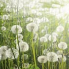 Miniatura fototapety Pole dmuchawców w słońcu