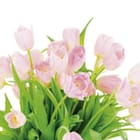 Miniatura fototapety Bukiet różowych tulipanów na białym tle