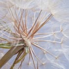 Miniatura fototapety Zbliżenie Dmuchawca z Nasionami