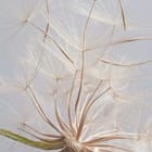 Miniatura fototapety Dmuchawiec w delikatnych detalach