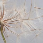 Miniatura fototapety Dmuchawce na jasnym tle