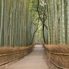 Miniatura fototapety Ścieżka w lesie bambusowym