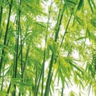 Miniatura fototapety Zielony las bambusowy