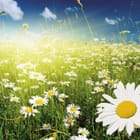 Miniatura fototapety Łąka pełna kwiatów rumianku