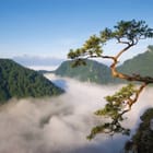 Miniatura fototapety Drzewo na klifie w górach