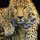Miniatura fototapety Leopard na pniu drzewa