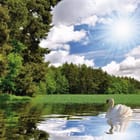 Miniatura fototapety Łabędź na jeziorze o świcie