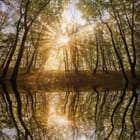 Miniatura fototapety Las o świcie z odbiciem w wodzie