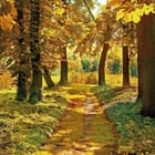 Miniatura fototapety Ścieżka w lesie o świcie