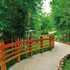 Miniatura fototapety Ścieżka wśród bambusów