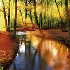 Miniatura fototapety Las o świcie z płynącym strumieniem