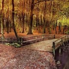 Miniatura fototapety Drewniany most w jesiennym lesie