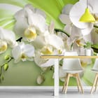 Miniatura fototapety Białe Orchidee na Zielonym Tle - aranżacja w kuchni