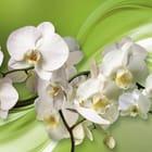 Miniatura fototapety Białe Orchidee na Zielonym Tle