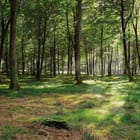 Miniatura fototapety Las o świcie z promieniami słońca