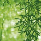 Miniatura fototapety Zielone liście bambusa w lesie