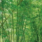 Miniatura fototapety Spokój wśród bambusów