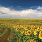 Miniatura fototapety Słoneczniki pod błękitnym niebem