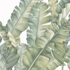 Miniatura fototapety Tropikalne liście na jasnym tle