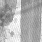 Miniatura fototapety Sylwetki Kaktusów na Teksturze - realne zdjęcie w rolce