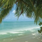 Miniatura fototapety Plaża z palmami i oceanem