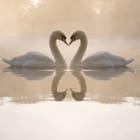 Miniatura fototapety Łabędzie w delikatnej mgle