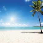 Miniatura fototapety Palma na plaży z turkusowym morzem