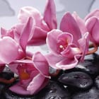 Miniatura fototapety Różowe orchidee na kamieniach