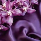 Miniatura fototapety Fioletowe orchidee na tkaninie