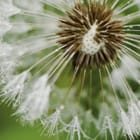 Miniatura fototapety Dmuchawiec z kroplami wody