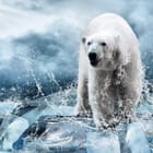 Miniatura fototapety Niedźwiedź polarny na lodowej krze