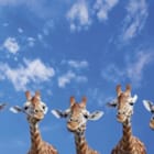 Miniatura fototapety Żyrafy pod błękitnym niebem