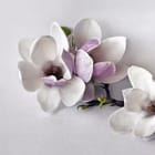 Miniatura fototapety Magnolie na jasnym tle