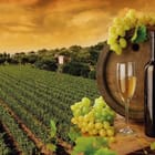 Miniatura fototapety Wino i kieliszki w winnicy